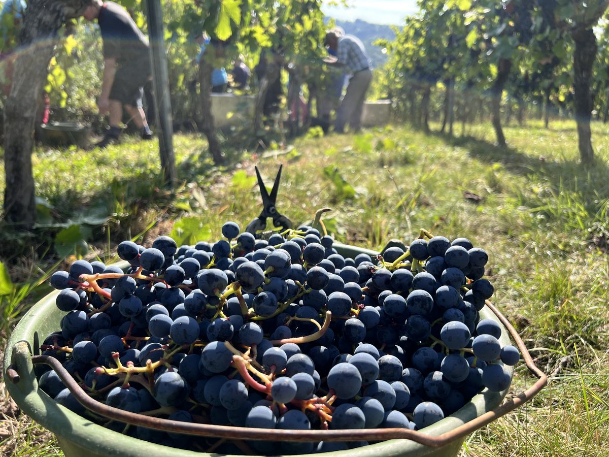 Weinwanderung Uhlbach: Weinberge über Stuttgart-Uhlbach auf der Route des Weinguts Zaiß